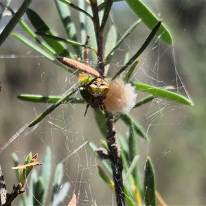 Araneus albotriangulus at Bungendore, NSW - suppressed