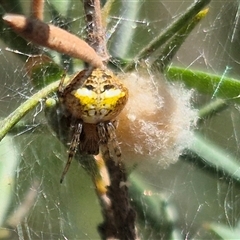 Araneus albotriangulus at Bungendore, NSW - suppressed