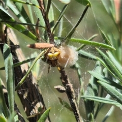 Araneus albotriangulus at Bungendore, NSW - suppressed