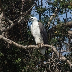 Haliaeetus leucogaster (White-bellied Sea-Eagle) at North Shore, NSW - 23 Oct 2013 by AlisonMilton