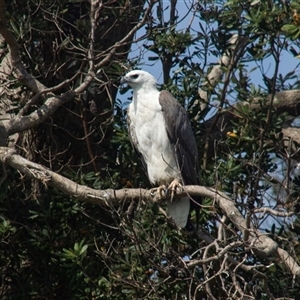 Haliaeetus leucogaster at North Shore, NSW - 23 Oct 2013