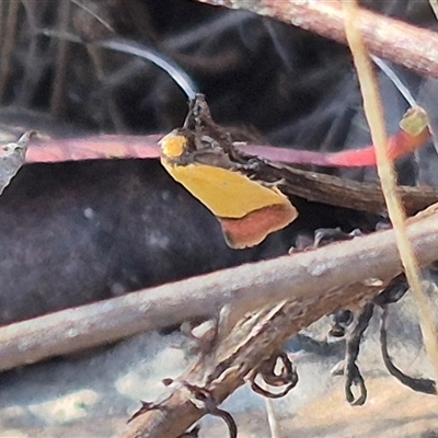 Chrysonoma concisella (A Concealer moth (Wingia group) at Bungendore, NSW - 27 Dec 2024 by clarehoneydove