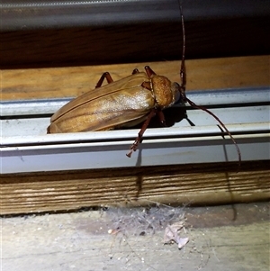 Unidentified Longhorn beetle (Cerambycidae) at Unanderra, NSW by PaperbarkNativeBees