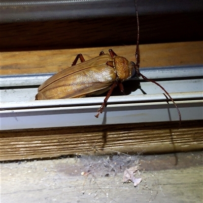 Unidentified Longhorn beetle (Cerambycidae) at Unanderra, NSW - 27 Dec 2024 by PaperbarkNativeBees