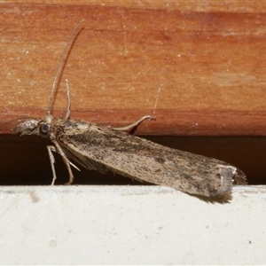 Faveria tritalis (Couchgrass Webworm) at Freshwater Creek, VIC by WendyEM