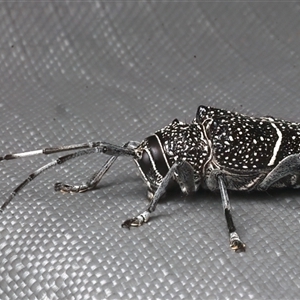 Zygocera pruinosa at Rosedale, NSW by jb2602