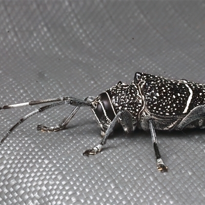 Zygocera pruinosa (Pruinosa longicorn beetle) at Rosedale, NSW - 23 Dec 2024 by jb2602