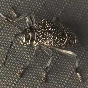 Zygocera pruinosa at Rosedale, NSW - 23 Dec 2024