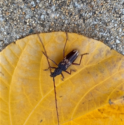 Phoracantha semipunctata (Common Eucalypt Longicorn) at Hammond Park, WA - 27 Dec 2024 by lewisk