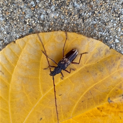 Coptocercus biguttatus at Hammond Park, WA - 27 Dec 2024 by lewisk