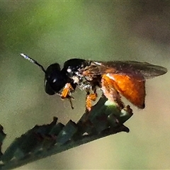 Exoneura sp. (genus) (A reed bee) at Bungendore, NSW - 25 Dec 2024 by clarehoneydove