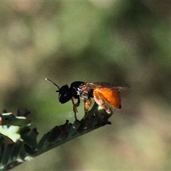 Exoneura sp. (genus) at Bungendore, NSW - suppressed