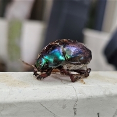 Unverified Other beetle at Rosewater, SA - 27 Dec 2024 by Philspet