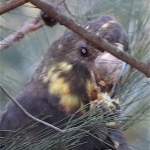 Calyptorhynchus lathami lathami (Glossy Black-Cockatoo) at Fitzroy Falls, NSW by GITM1