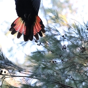 Calyptorhynchus lathami lathami at Fitzroy Falls, NSW - suppressed