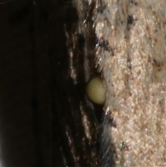 Unidentified Parasitic wasp (numerous families) at Freshwater Creek, VIC - 15 Apr 2020 by WendyEM