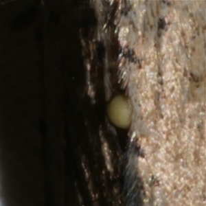 Unidentified Parasitic wasp (numerous families) at Freshwater Creek, VIC by WendyEM