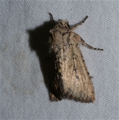 Leucania obumbrata (Lesser Armyworm) at Freshwater Creek, VIC - 15 Apr 2020 by WendyEM