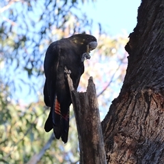 Calyptorhynchus lathami lathami (Glossy Black-Cockatoo) at Fitzroy Falls, NSW - 27 Jun 2021 by GITM1