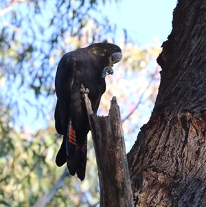 Calyptorhynchus lathami lathami at Fitzroy Falls, NSW - suppressed