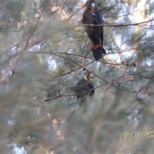 Calyptorhynchus lathami lathami at Fitzroy Falls, NSW - 27 Jun 2021