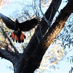 Calyptorhynchus lathami lathami at Fitzroy Falls, NSW - 27 Jun 2021