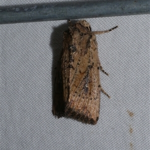 Leucania obumbrata (Lesser Armyworm) at Freshwater Creek, VIC by WendyEM