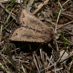 Leucania obumbrata (Lesser Armyworm) at Freshwater Creek, VIC - 15 Apr 2020 by WendyEM