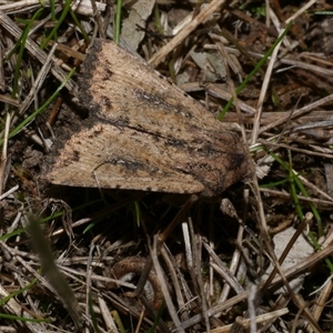 Leucania obumbrata (Lesser Armyworm) at Freshwater Creek, VIC by WendyEM