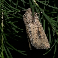 Leucania obumbrata (Lesser Armyworm) at Freshwater Creek, VIC - 15 Apr 2020 by WendyEM