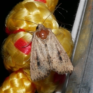 Leucania obumbrata (Lesser Armyworm) at Freshwater Creek, VIC by WendyEM