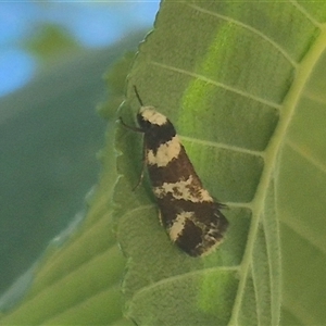 Isomoralla eriscota (A concealer moth) at Bungendore, NSW by clarehoneydove