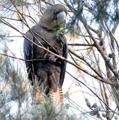 Calyptorhynchus lathami lathami (Glossy Black-Cockatoo) at Penrose, NSW - 1 Sep 2020 by Aussiegall