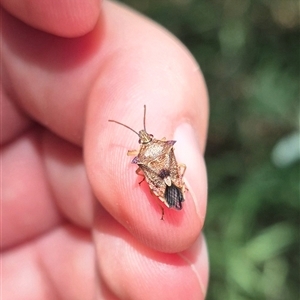 Oechalia schellenbergii (Spined Predatory Shield Bug) at Fyshwick, ACT by clarehoneydove