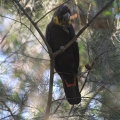 Calyptorhynchus lathami lathami (Glossy Black-Cockatoo) at Penrose, NSW - 5 Sep 2020 by GITM1