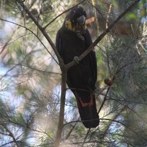 Calyptorhynchus lathami lathami at Penrose, NSW - suppressed