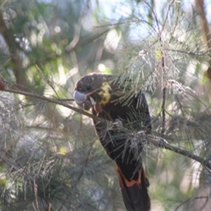 Calyptorhynchus lathami lathami at Penrose, NSW - 5 Sep 2020