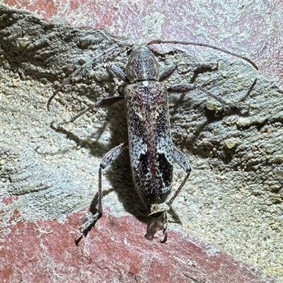 Phacodes personatus (Longhorn beetle) at Ainslie, ACT - 27 Dec 2024 by Pirom