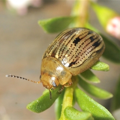 Unidentified Leaf beetle (Chrysomelidae) at Tinderry, NSW - 24 Dec 2024 by Harrisi