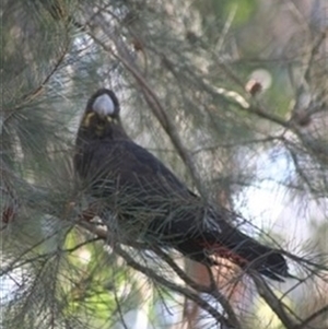 Calyptorhynchus lathami lathami at Penrose, NSW - 5 Sep 2020