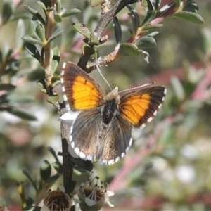 Lucia limbaria (Chequered Copper) at Uriarra Village, ACT by Harrisi