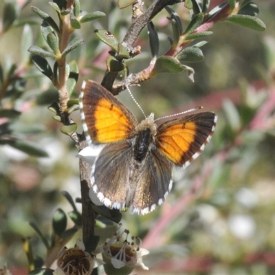 Unidentified Blue or Copper (Lycaenidae) at Uriarra Village, ACT - 26 Dec 2024 by Harrisi