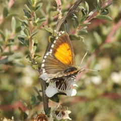 Lucia limbaria at Uriarra Village, ACT - 26 Dec 2024 02:13 PM