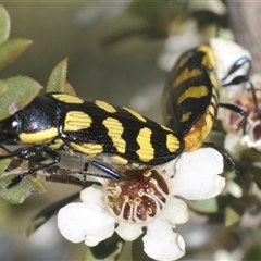 Castiarina octospilota (A Jewel Beetle) at Uriarra Village, ACT - 26 Dec 2024 by Harrisi