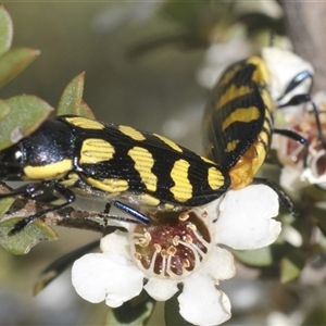 Castiarina octospilota at Uriarra Village, ACT - 26 Dec 2024