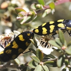 Castiarina octospilota at Uriarra Village, ACT - 26 Dec 2024 02:21 PM