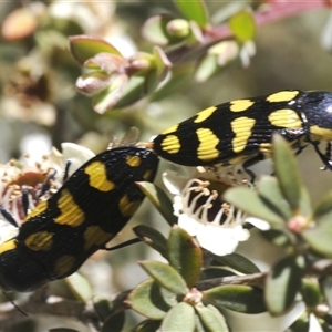 Castiarina octospilota at Uriarra Village, ACT - 26 Dec 2024