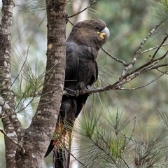 Calyptorhynchus lathami lathami (Glossy Black-Cockatoo) at Penrose, NSW - 17 Sep 2020 by GITM1