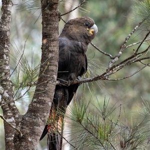 Calyptorhynchus lathami lathami at Penrose, NSW - suppressed