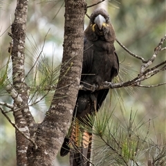 Calyptorhynchus lathami lathami at Penrose, NSW - suppressed